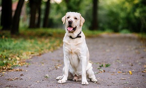 อาหารเสริมบำรุงข้อกระดูกในสุนัข